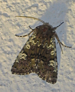 Flekkfly (Crypsedra gemmea)