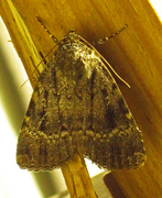 Rødt pyramidefly (Amphipyra pyramidea)