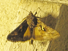 Gammafly (Autographa gamma)