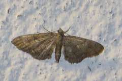 Augustdvergmåler (Eupithecia pusillata)