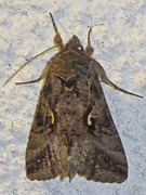 Gammafly (Autographa gamma)