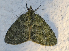 Lys irrmåler (Chloroclysta miata)