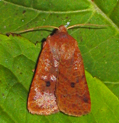 Variabelt flatfly (Conistra vaccinii)