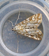 Flekkdammott (Elophila nymphaeata)