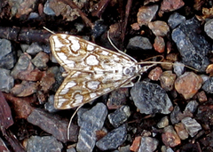 Flekkdammott (Elophila nymphaeata)