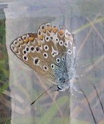 Tiriltungeblåvinge (Polyommatus icarus)