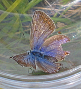 Tiriltungeblåvinge (Polyommatus icarus)