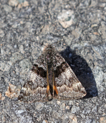 Bjørkevårmåler (Archiearis parthenias)