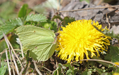 Sitronsommerfugl (Gonepteryx rhamni)