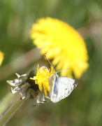 Rapssommerfugl (Pieris napi)