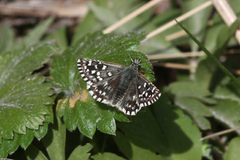 Bakkesmyger (Pyrgus malvae)