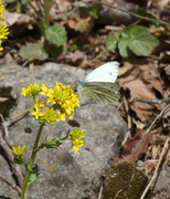 Rapssommerfugl (Pieris napi)