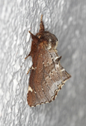 Brun vårtannspinner (Odontosia carmelita)