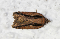 Heggflatvikler (Acleris umbrana)