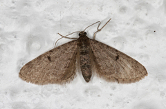 Furudvergmåler (Eupithecia indigata)