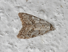Vårduskfly (Nola confusalis)