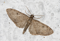 Grumset dvergmåler (Eupithecia subfuscata)