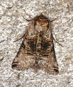 Grått neslefly (Abrostola tripartita)