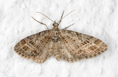 Strekdvergmåler (Eupithecia exiguata)