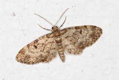 Grandvergmåler (Eupithecia tantillaria)