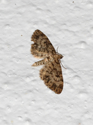 Grandvergmåler (Eupithecia tantillaria)