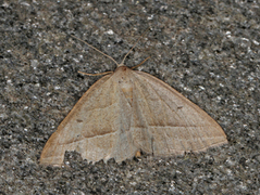 Bregnemåler (Petrophora chlorosata)