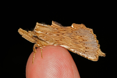 Nebbspinner (Pterostoma palpina)