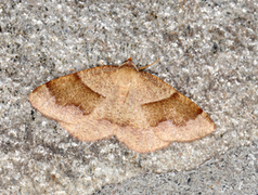 Bred skumringsmåler (Plagodis pulveraria)