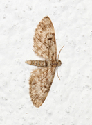 Grandvergmåler (Eupithecia tantillaria)