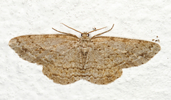 Vårbarkmåler (Ectropis crepuscularia)