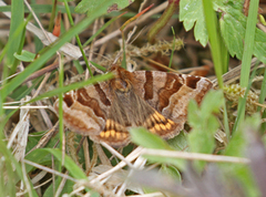 Brunt slåttefly (Euclidia glyphica)