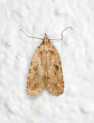 Agonopterix arenella