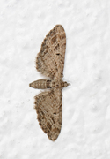 Strekdvergmåler (Eupithecia exiguata)