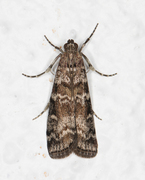 Grankonglesmalmott (Dioryctria abietella)