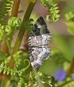 Grå mauremåler (Epirrhoe alternata)