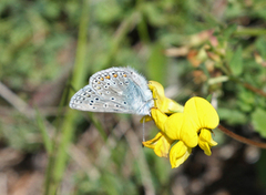 Tiriltungeblåvinge (Polyommatus icarus)