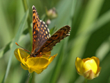 Mørk rutevinge (Melitaea diamina)