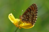 Mørk rutevinge (Melitaea diamina)