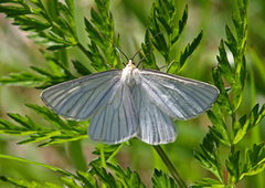 Ribbemåler (Siona lineata)