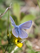 Tiriltungeblåvinge (Polyommatus icarus)