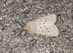 Punkttigerspinner (Spilosoma lubricipeda)