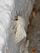 Punkttigerspinner (Spilosoma lubricipeda)