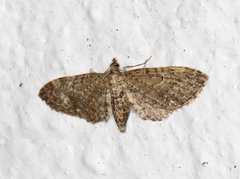 Vinkeldvergmåler (Eupithecia vulgata)