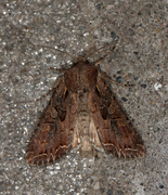 Brunt lundfly (Lacanobia suasa)