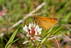 Engsmyger (Ochlodes sylvanus)