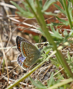 Tiriltungeblåvinge (Polyommatus icarus)