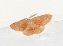 Barskogmåler (Hylaea fasciaria)