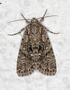 Syrekveldfly (Acronicta rumicis)