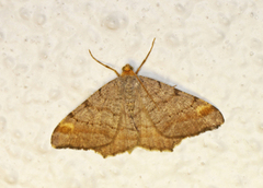 Furubuemåler (Macaria liturata)