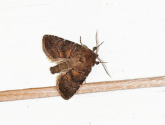 Skyggefly (Rusina ferruginea)